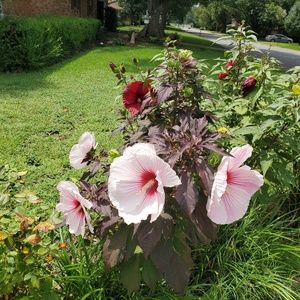 Meet your Posher, Robin